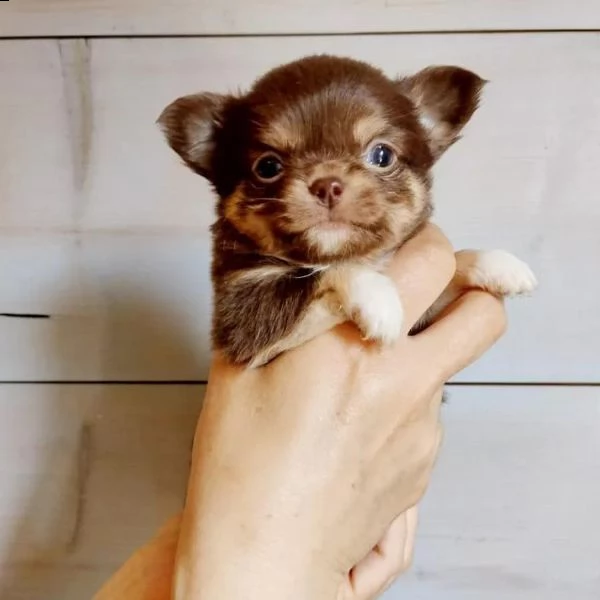 affascinante chihuahua maltese t-cup disponibile per qualsiasi nuova famiglia | Foto 0