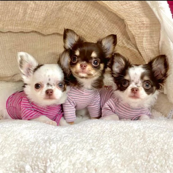 chihuahua cuccioli di malamute adozione gratuita un maschio e una femmina | Foto 0