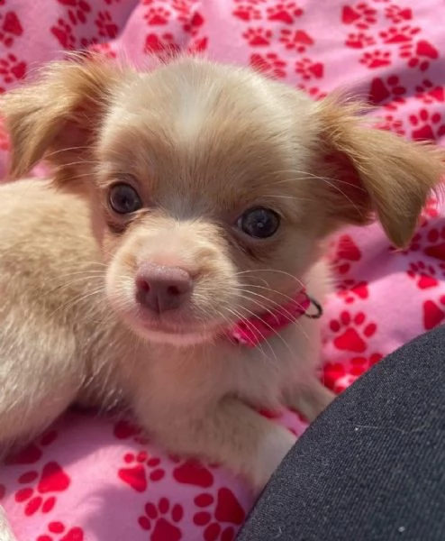 adorabili cuccioli di chihuahua eccezionali pronti per la loro nuova e adorabile casa per sempre. bu | Foto 1