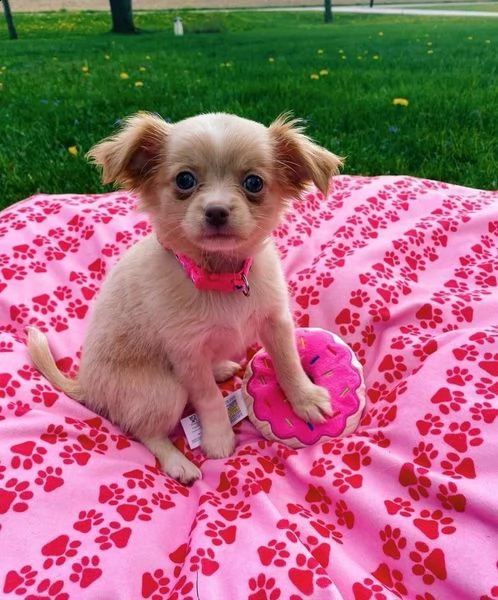 adorabili cuccioli di chihuahua eccezionali pronti per la loro nuova e adorabile casa per sempre. bu