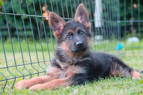 pastore tedesco cuccioli | Foto 0