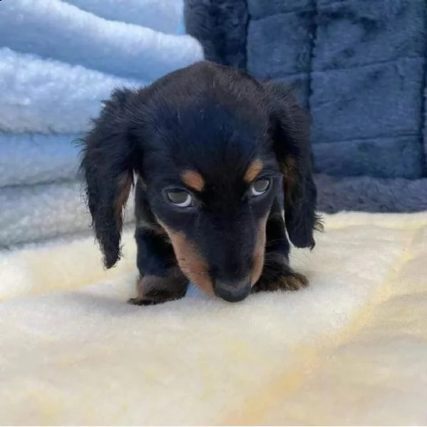 regalò bassotto disponibile——-