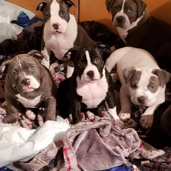 cuccioli di pitbull italiana vaccinata