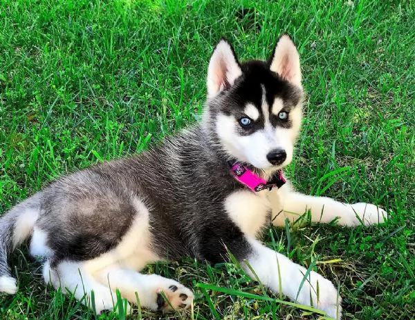 kylo cucciola incrocio husky