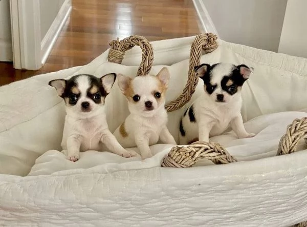 chihuahua cuccioli di malamute adozione gratuita un maschio e una femmina