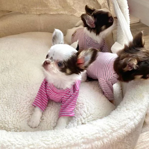 due cuccioli di chihuahua di prima classe disponibili per l'adozione maschio e femmina questi splend | Foto 0