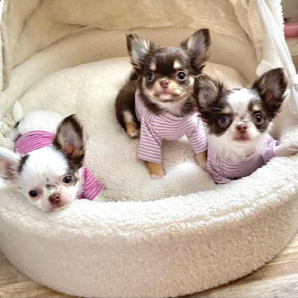 due cuccioli di chihuahua di prima classe disponibili per l'adozione maschio e femmina questi splend