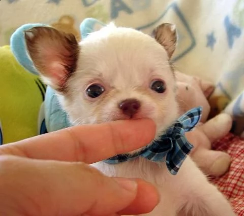 cuccioli di chihuahua maschi e femmine disponibili per una casa premurosa e amorevole. | Foto 0