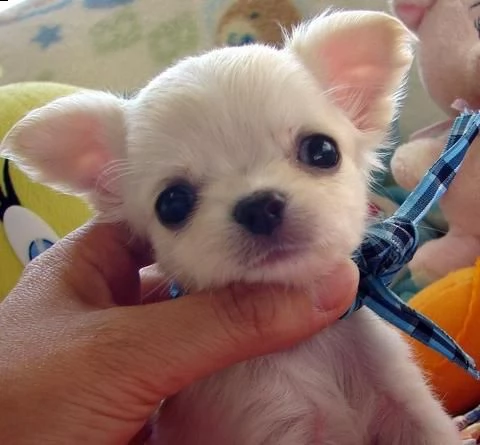 cuccioli di chihuahua maschi e femmine disponibili per una casa premurosa e amorevole.