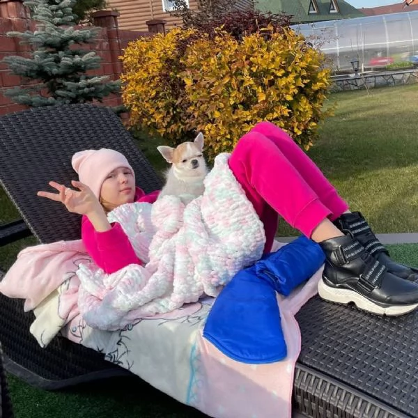 due cuccioli di chihuahua teacup hanno bisogno urgentemente di una nuova famiglia | Foto 0