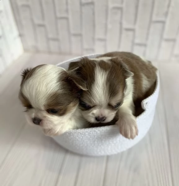bellissimi cuccioli di chihuahua a pelo corto cercano una nuova famiglia adorabile e premurosa | Foto 1