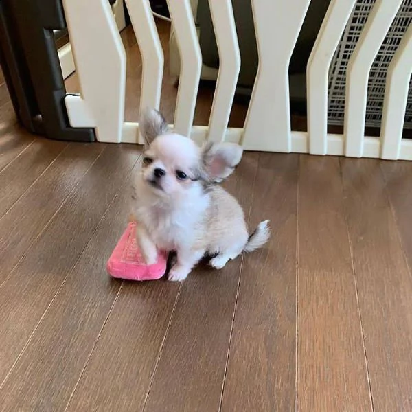 due cuccioli di chihuahua di razza pura (maschi a pelo corto) in blu fulvo e nero focato stanno cerc | Foto 0