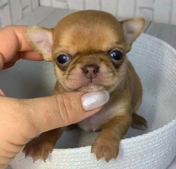 affascinante chihuahua maltese t-cup disponibile per qualsiasi nuova famiglia | Foto 0