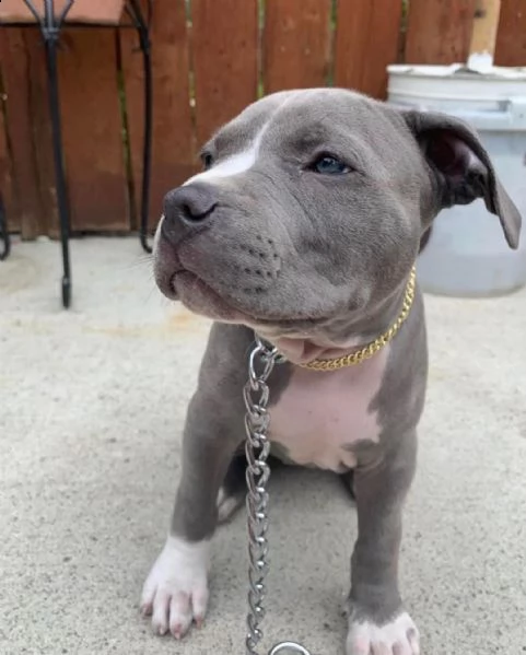 adorabili cuccioli di pitbull da adottare | Foto 0