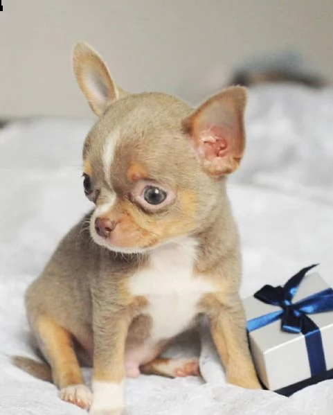 adorabili cuccioli di chihuahua in adozione | Foto 1