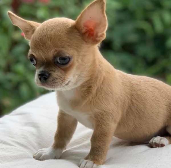 bellissimi cuccioli di chihuahua boston tigrato nero e bianco bellissimi cuccioli neri tigrati e bia | Foto 0
