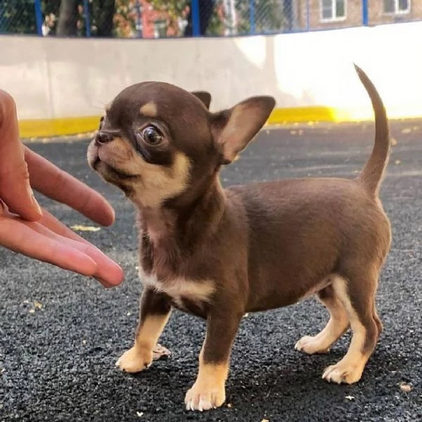  cuccioli di chihuahua maschi e femmine disponibili per una casa premurosa e amorevole.   sono molto
