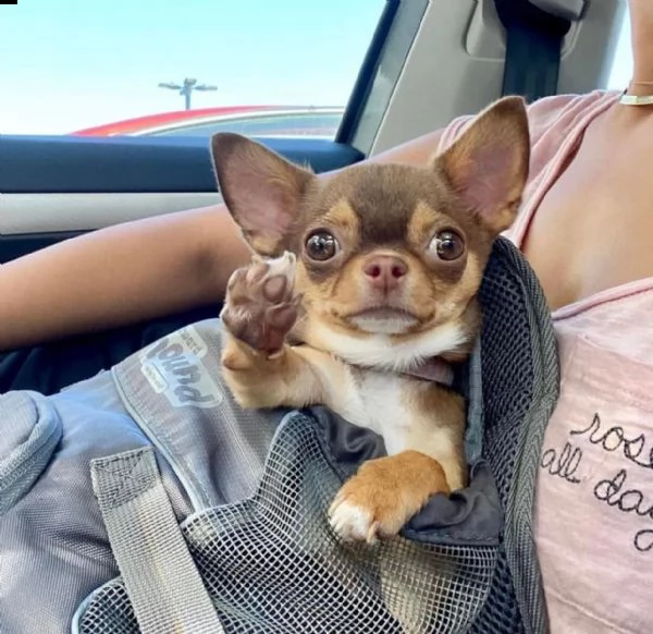 bellissimi cuccioli di chihuahua a pelo lungo e pelo corto  siamo un piccolo allevatore amatoriale r