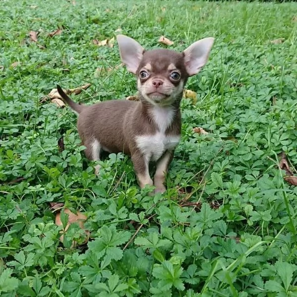 regala cuccioli di chihuahua,,..