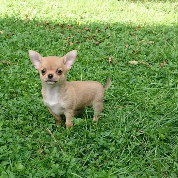 regala cuccioli di chihuahua,,.. | Foto 0