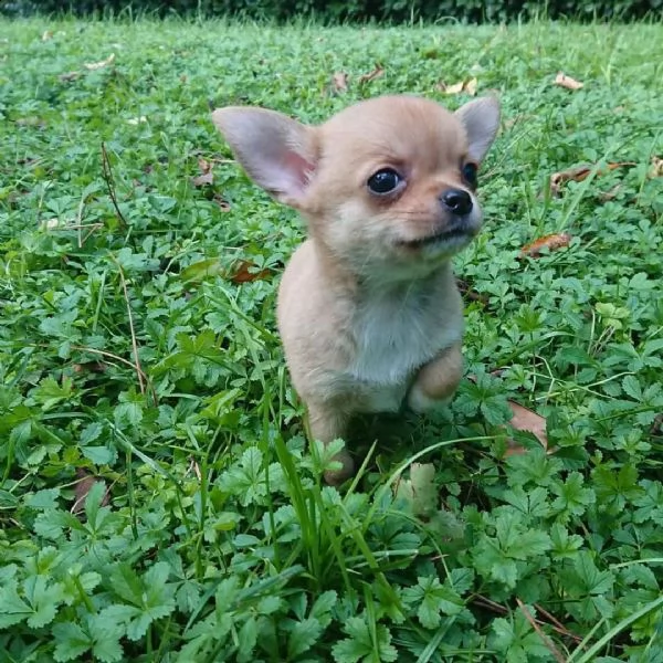 regala cuccioli di chihuahua,,,.. | Foto 1