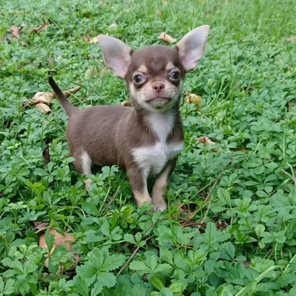 regala cuccioli di chihuahua,,,,..