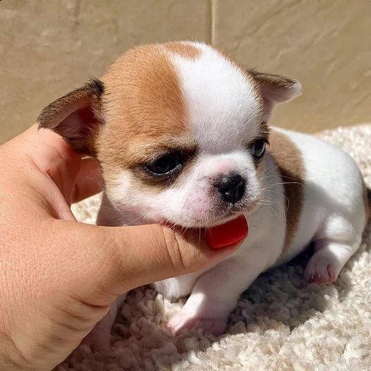 bellissimi cuccioli di chihuahua in adozione maschi e femmine | Foto 0