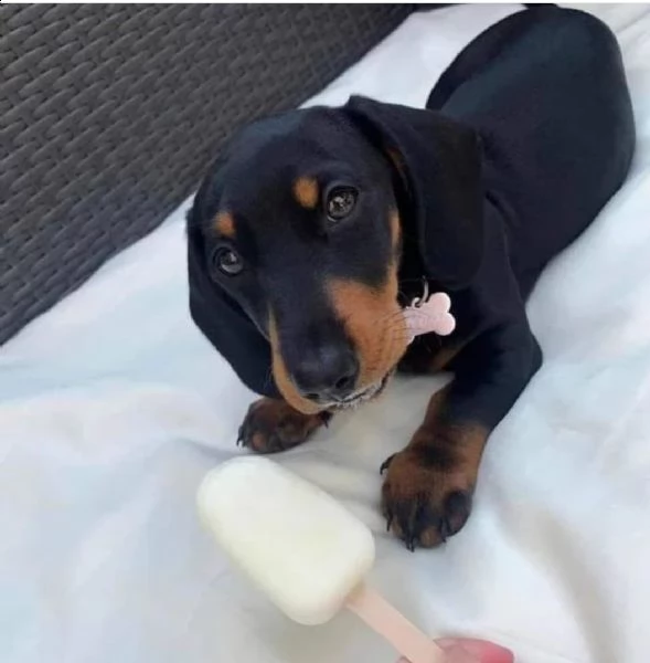  regalo bassotto maschio e femmina disponibile..