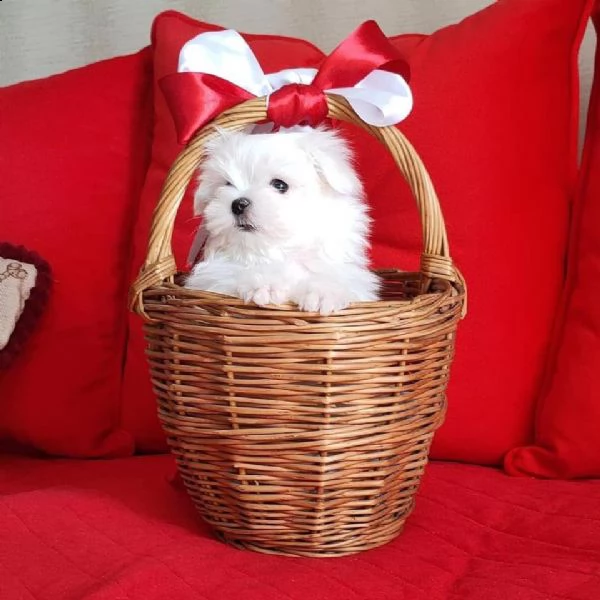 bellissimi cuccioli di maltese teacup in vendita bellissimi cuccioli di teacup maltese pronti per og | Foto 0