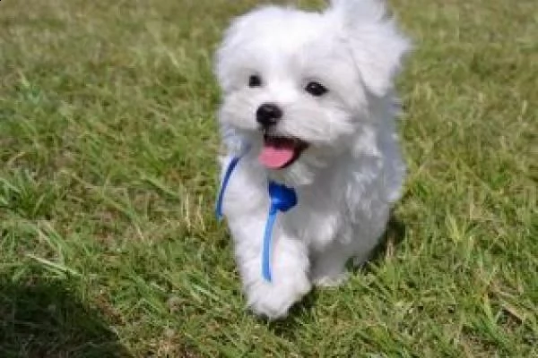 simpatici e sani cuccioli di maltese in tazza da tè  inestimabile in realtà abbiamo due piccoli cucc