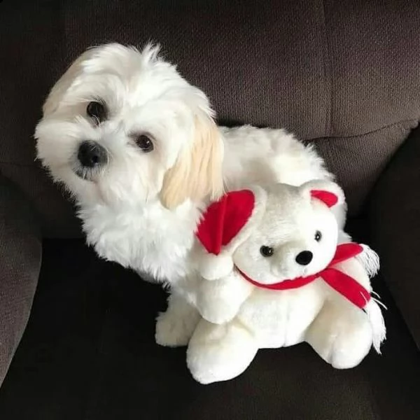 cuccioli di maltese maschio e femmina pronti per la piena adozione | Foto 0