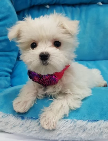 maltese toy