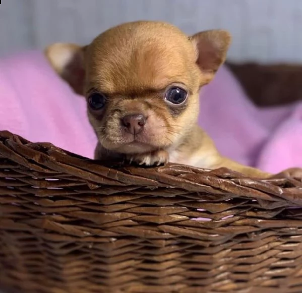 bellissimi cuccioli di chihuahua in adozione maschi e femmine darling teacup triple coat white teacu