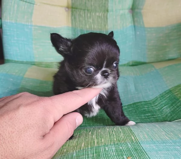 magnifici cuccioli di chihuahua per il reinserimento chihuahua inglese maschio e femmina extra affas | Foto 0