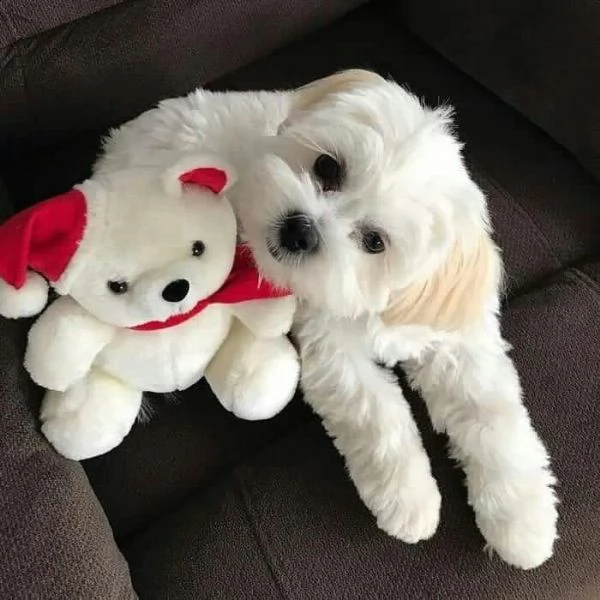 disponibili magnifici cuccioli di maltese maschi e femmine bellissimi cuccioli di maltese. cresciuto