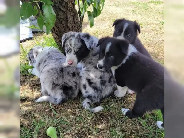 adorabili cuccioli di border collie dagli occhi azzurri | Foto 2