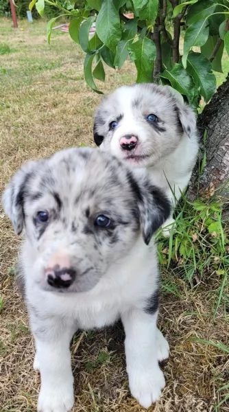 adorabili cuccioli di border collie dagli occhi azzurri | Foto 1