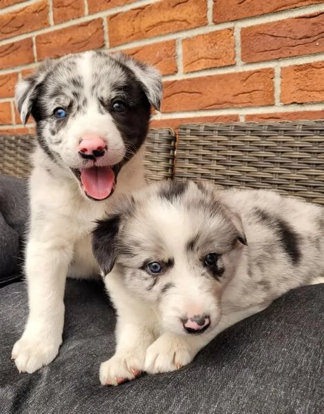 adorabili cuccioli di border collie dagli occhi azzurri | Foto 0