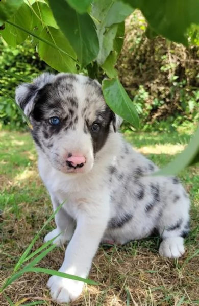 adorabili cuccioli di border collie dagli occhi azzurri