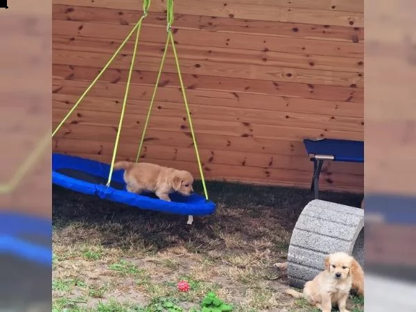 3 cuccioli di golden retriever con pedigree- | Foto 3