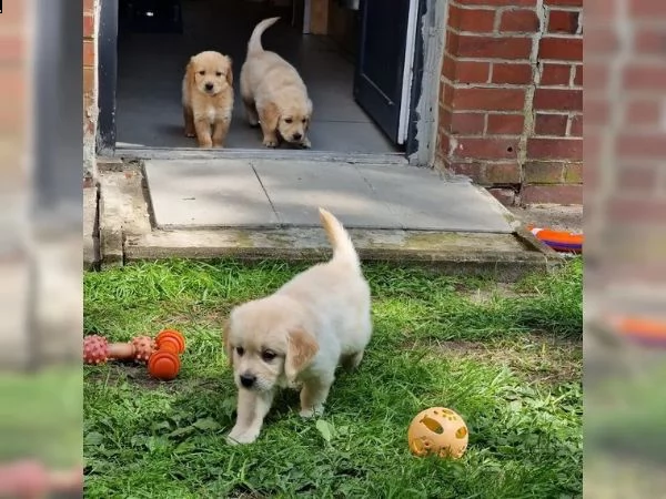 3 cuccioli di golden retriever con pedigree- | Foto 2