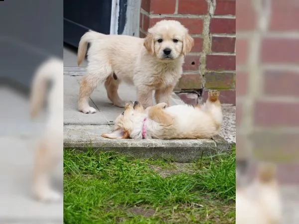 3 cuccioli di golden retriever con pedigree- | Foto 0