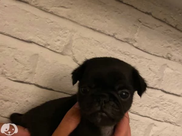 cuccioli di carlino | Foto 5