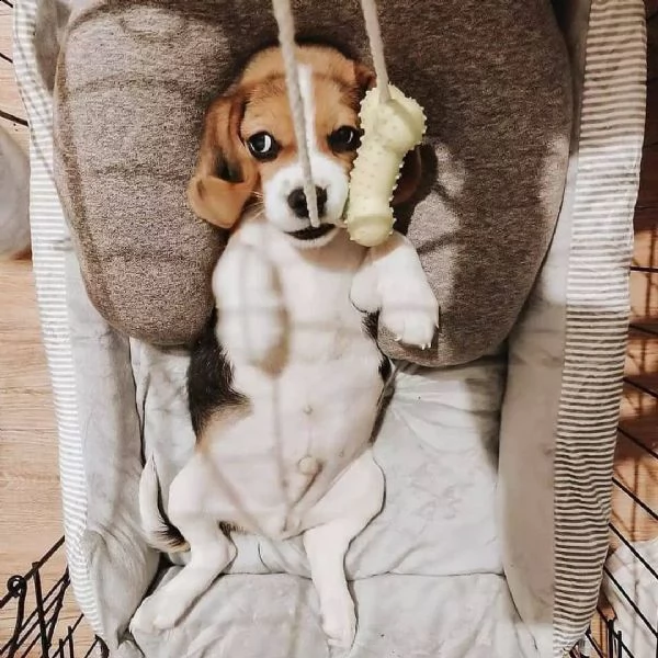 cuccioli beagle maschio e femmina | Foto 3