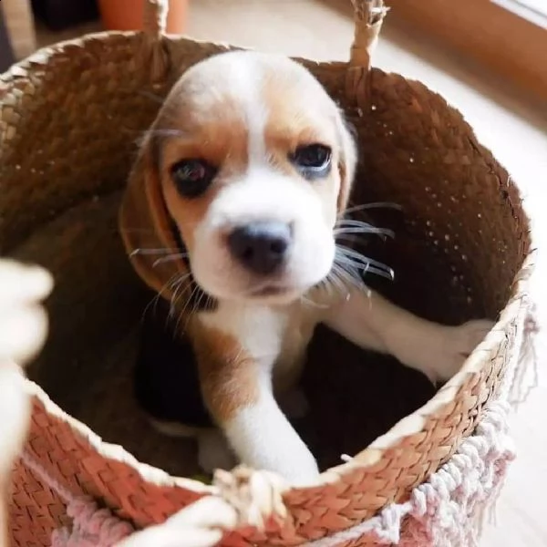 cuccioli beagle maschio e femmina | Foto 2