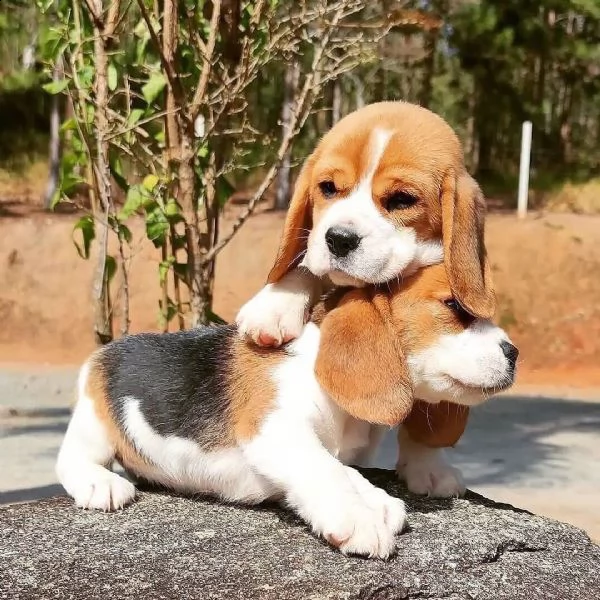 cuccioli beagle maschio e femmina