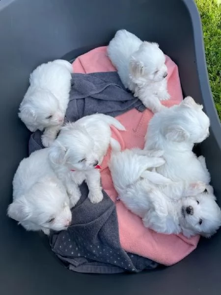 cucciolata di maltesi toy | Foto 4