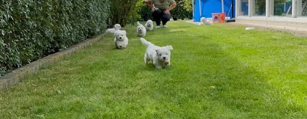 cucciolata di maltesi toy | Foto 3