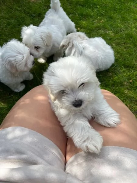 cucciolata di maltesi toy | Foto 2