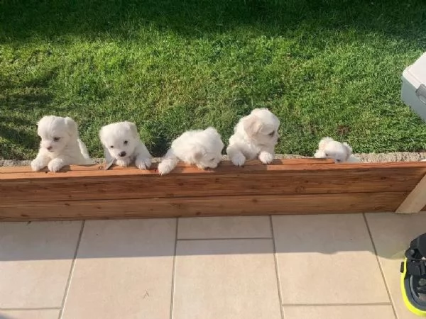 cucciolata di maltesi toy